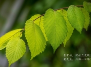 开云官网-沙漠风暴席卷北欧，阿联酋如何用现代足球哲学碾压冰岛，戴维斯点亮D组唯一奇迹