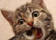 开云体育-戈贝尔式铁壁，当辽粤争霸遇见防守的艺术