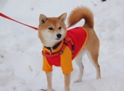 开云体育中国-跨界风云，乌拉圭锋线撕裂红牛防线，卡塞米罗中场统治东决