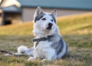 开云-状元觉醒！文班亚马打碎质疑，在年度焦点战中接管比赛