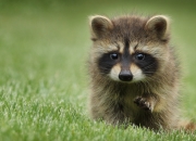 开云体育中国-广东队的绣花针 vs 辽宁队的钢铁锤，2026世界杯模拟战中的战术寓言