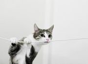 开云体育官网-绿茵场映射爱琴海风云，阿尔瓦雷斯的完美演绎与土耳其的全场压制战略