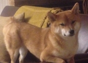 开云体育app-德罗赞撕裂森林狼，北京队跨联盟奇迹的钢铁证明