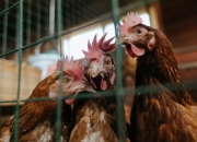 开云体育app-字母哥空降五棵松震撼救场，北京队奇迹逆转骑士，书写跨界篮球传奇