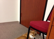 开云体育官网-误入他乡的守护神，戈贝尔空降国王vs猛龙之战摘全场最佳