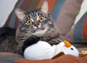 开云体育APP下载-西甲国家德比之夜，当篮球飞向点球点，拉文在伯纳乌关键时刻站出来