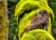 开云体育中国-孤星撕裂黑夜，英格拉姆50+三双铸就王朝转折点