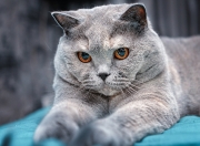 开云体育入口-跨界唯一性，火箭擒黄蜂与小贾伦欧冠淘汰赛的传奇主宰