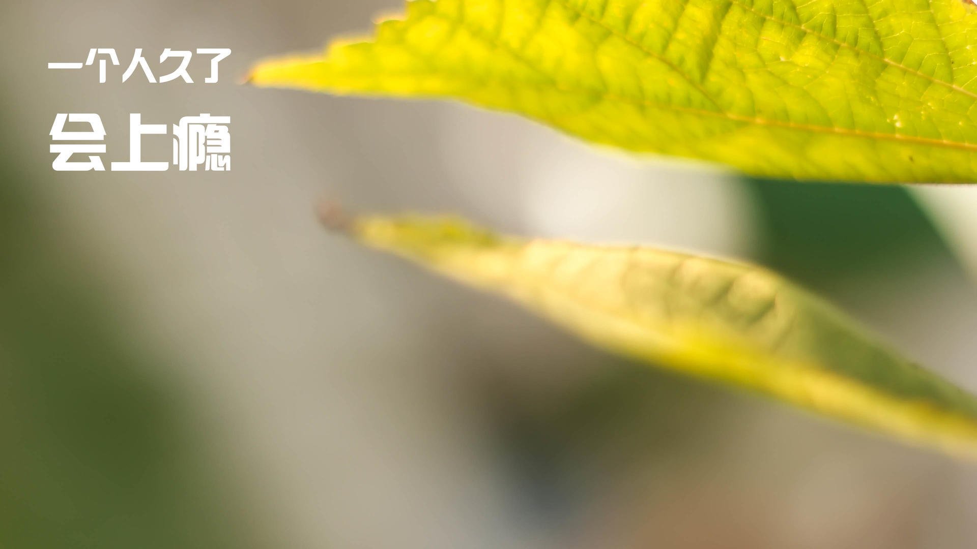 尘埃与极光，拉亚的十二分钟永恒