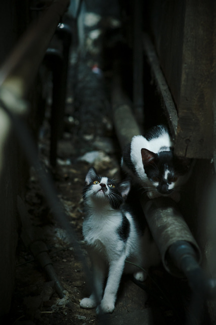 蒂亚戈惊艳全场，厄瓜多尔巅峰对决力克曼城