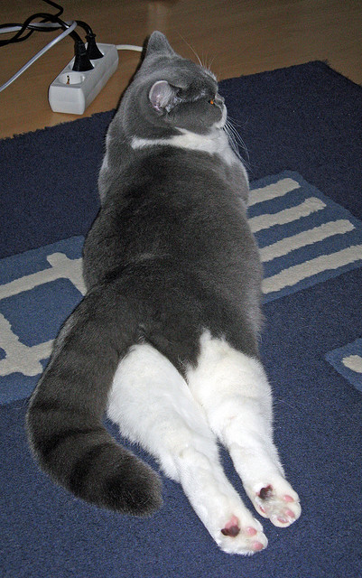 隔空的交响，当意甲绿茵的硝烟，撞见恩比德艺术的暴扣