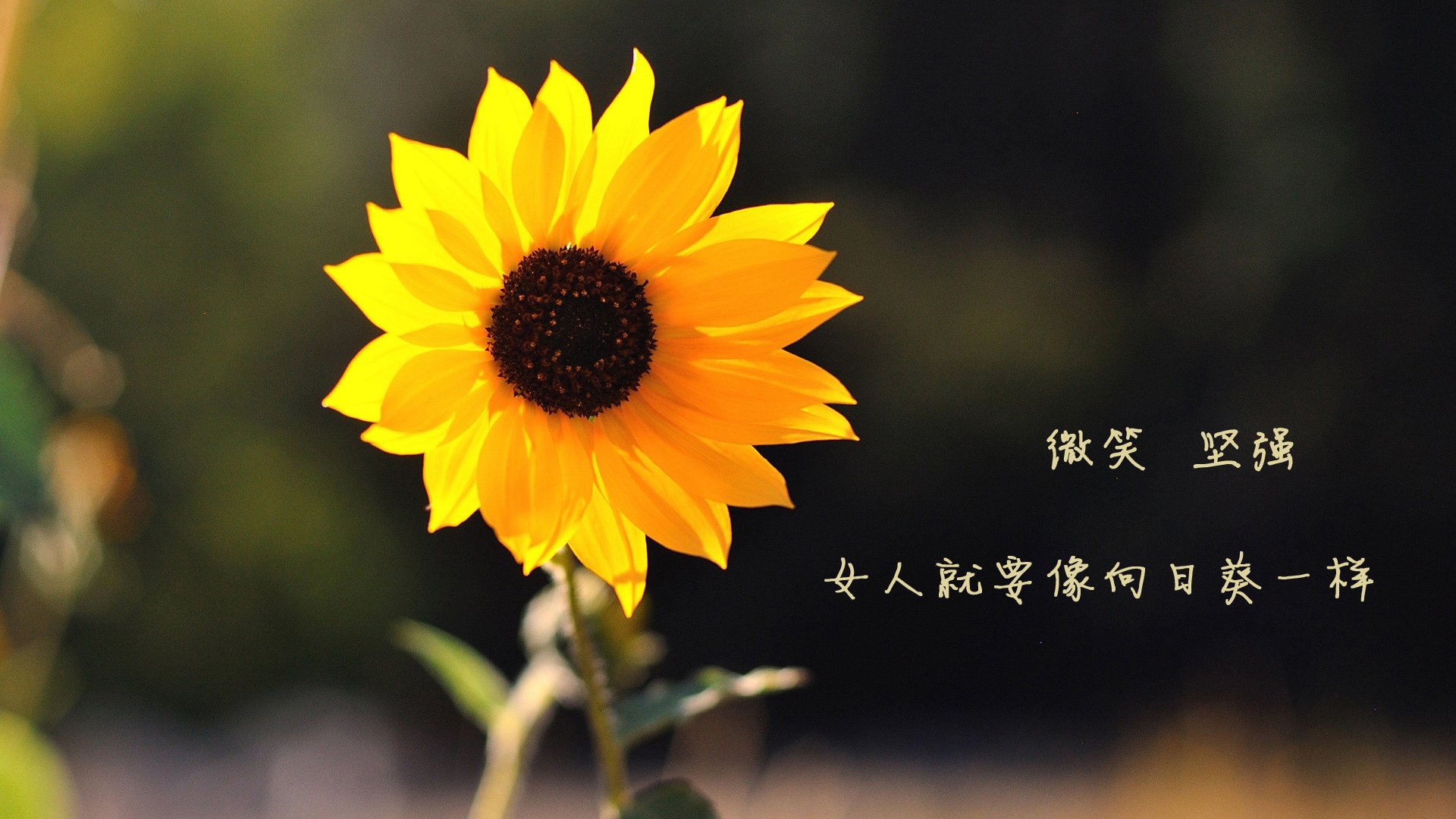 锋刃与坚盾，卢卡库的惊艳与AC米兰的防守哲学