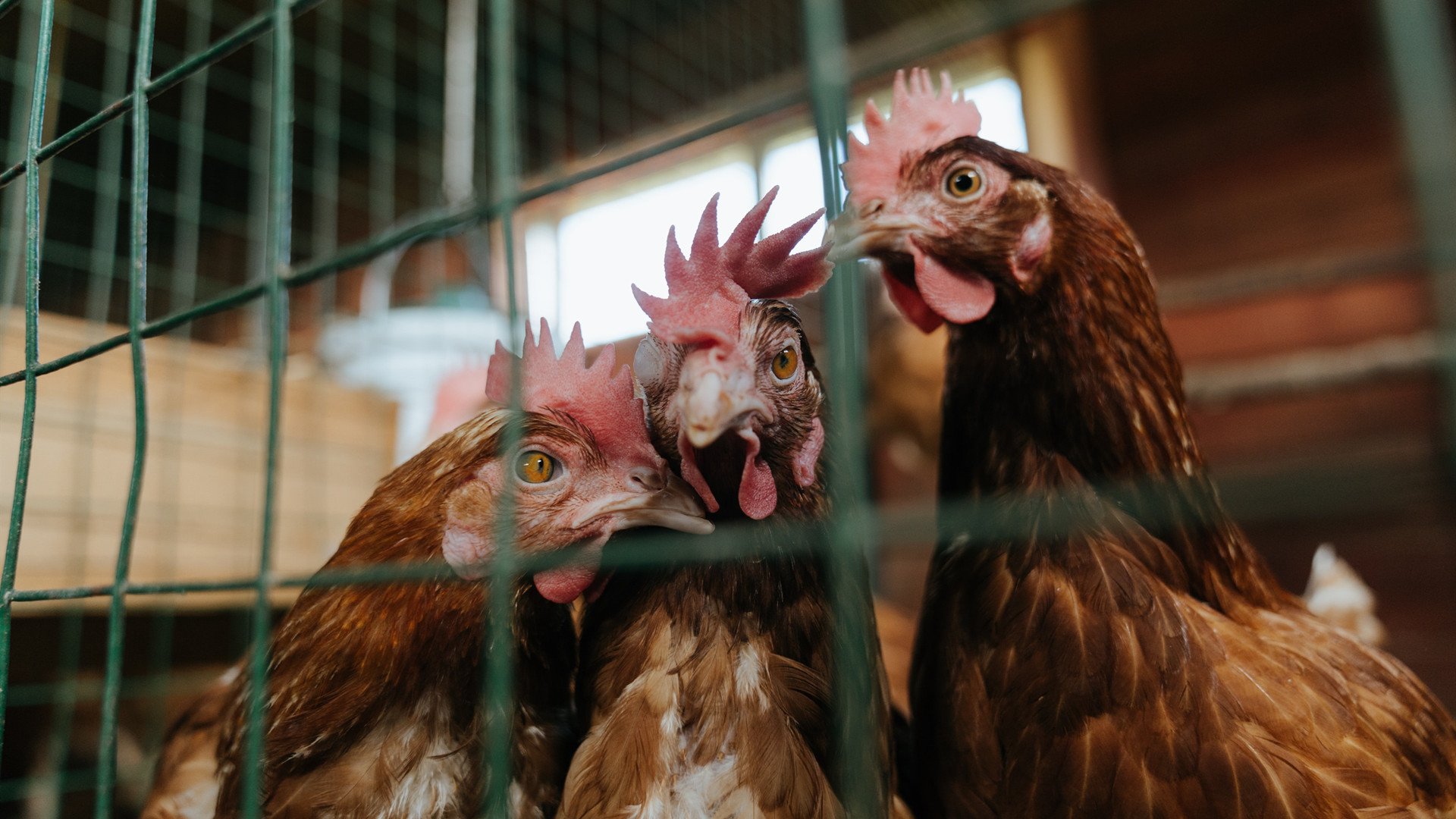 阿莱格里的烟斗熄灭时，奥纳纳的十次神扑与尤文带走的那份阿根廷合同