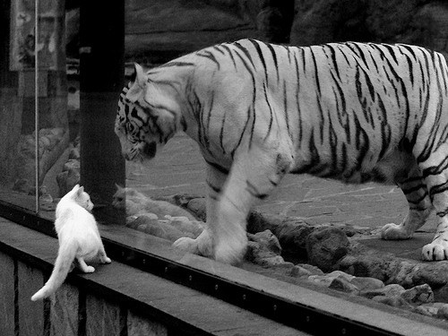 跨界传奇，马刺防守哲学如何启迪塔图姆的英超争冠之旅