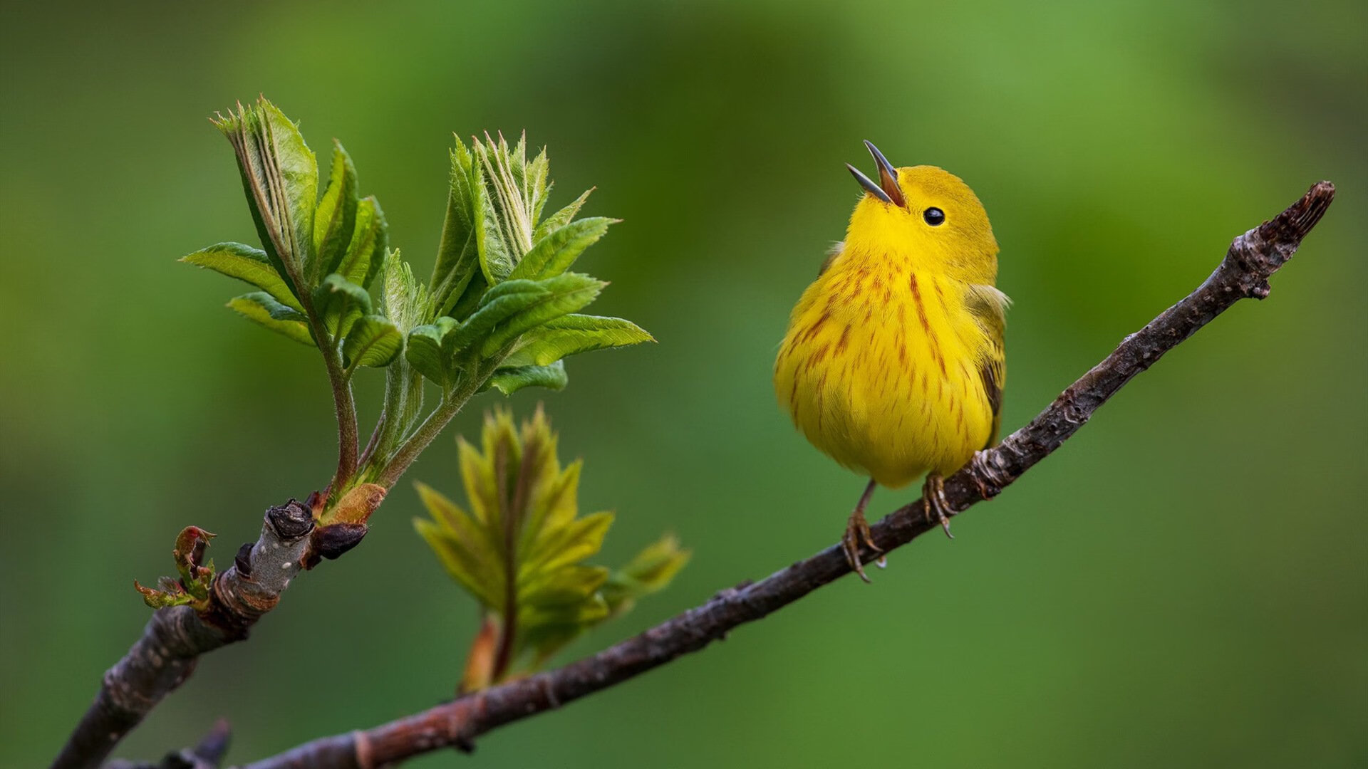 权力制衡,阿坎吉如何用缓慢的节奏,瓦解了马德里竞技的战争机器?