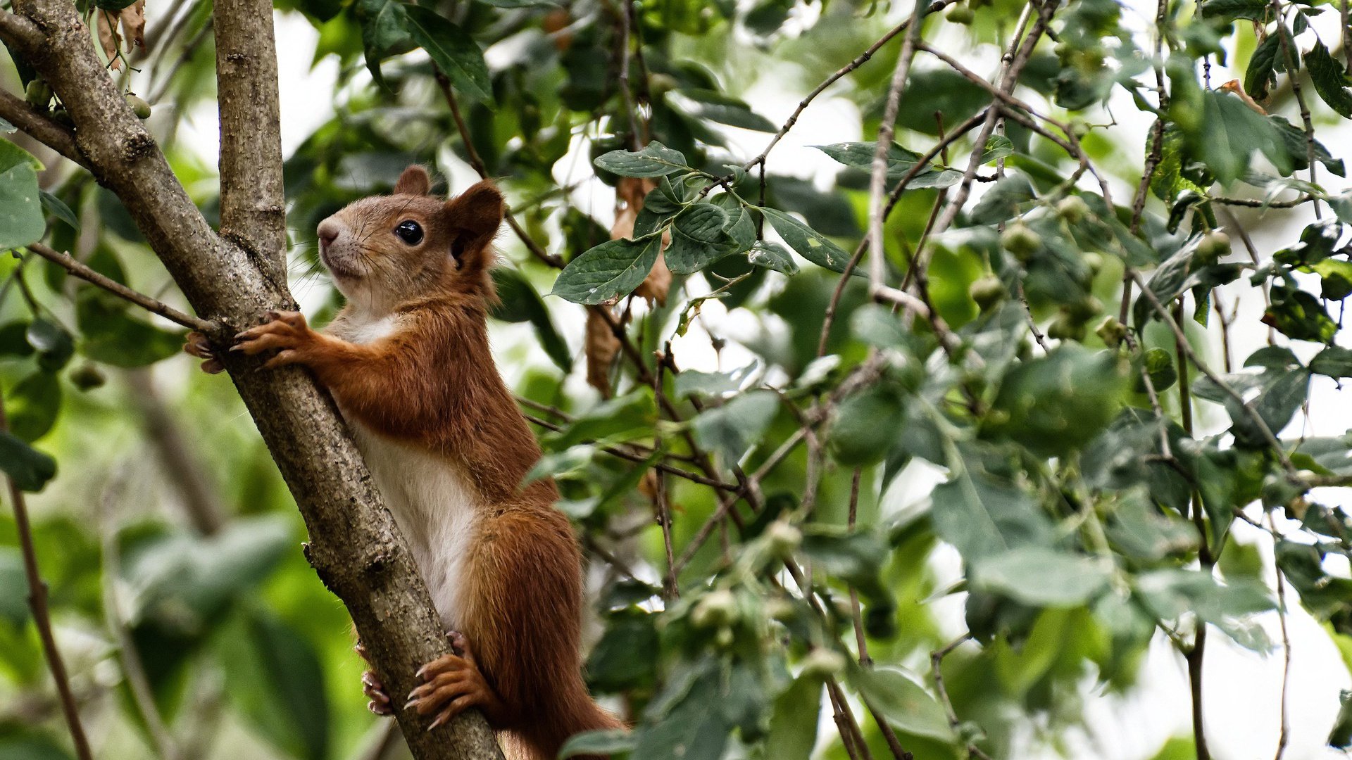 时钟心脏,当霍勒迪成为欧冠半决赛的唯一脉搏