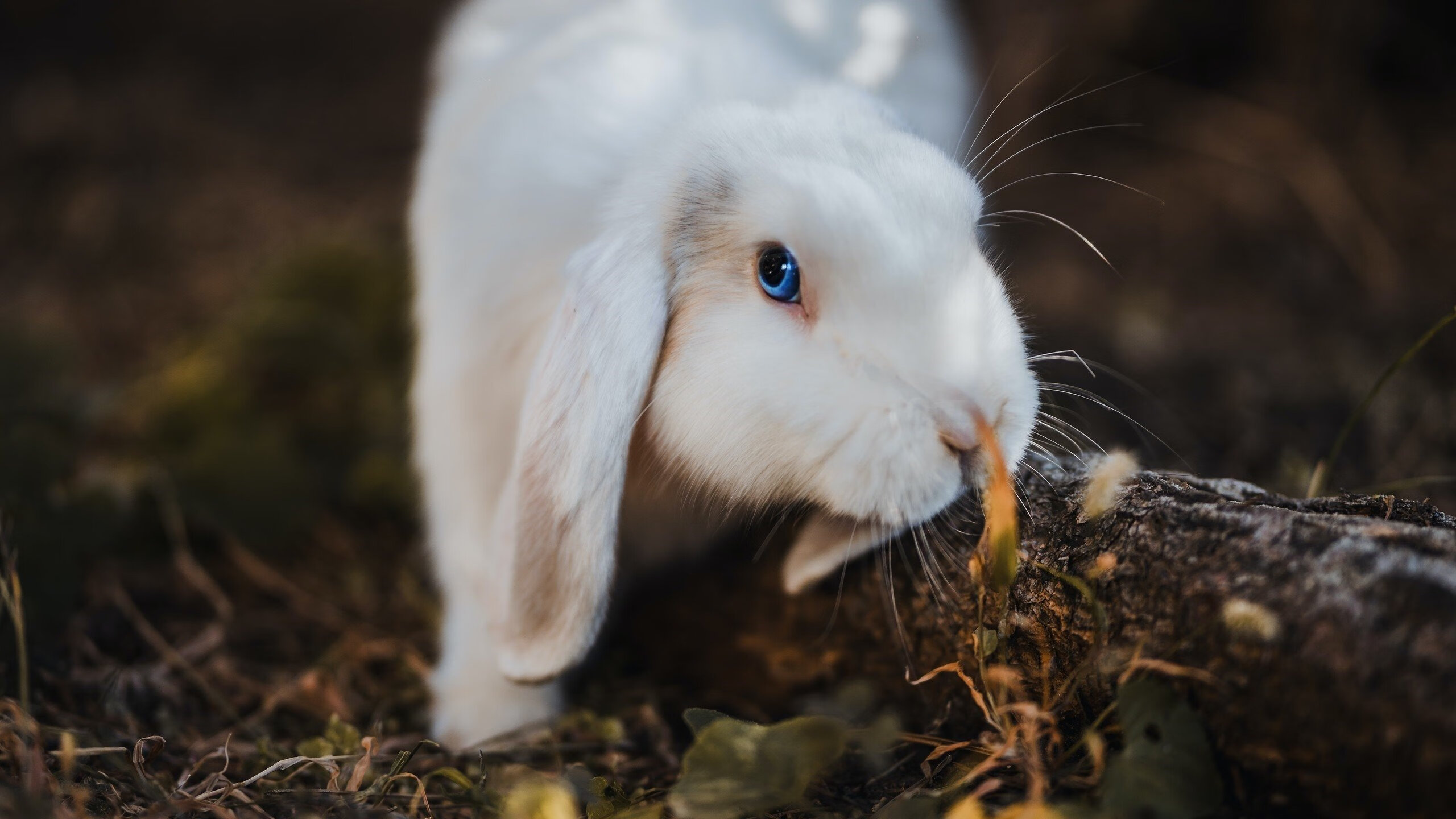当篮球心脏在绿茵场搏动,字母哥的欧冠节奏革命