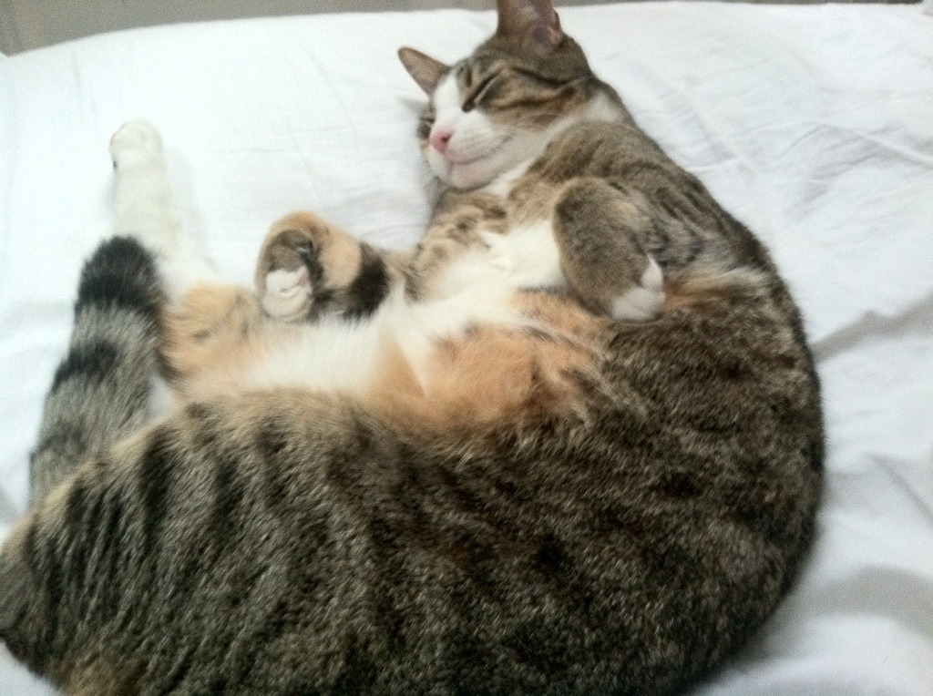 跨界之夜,当约基奇遇见F1街道赛