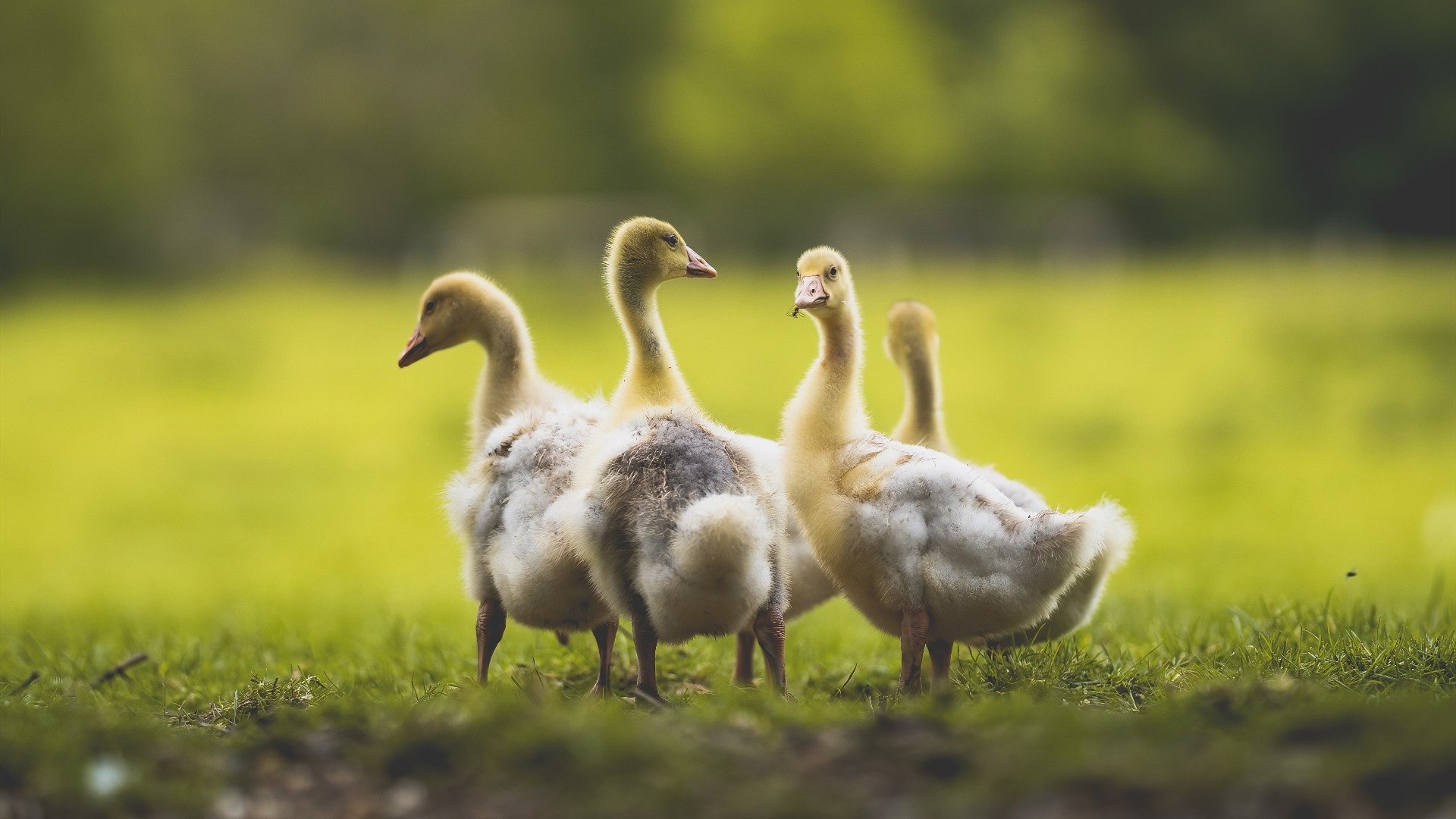 哈登独挑三晋 雷霆荡平太原