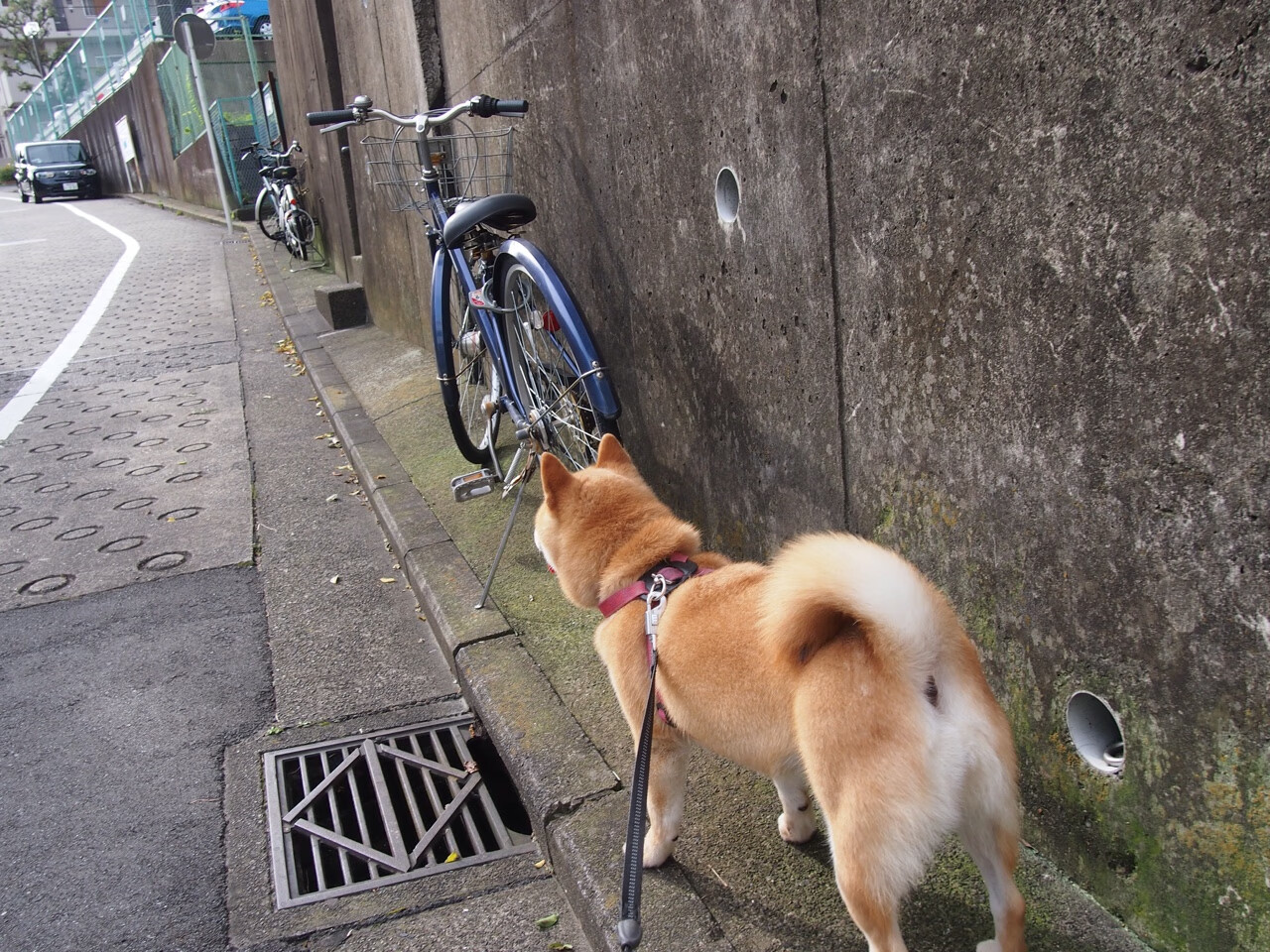 赛道上没有巧合，当C罗的战术板划过F1街道赛的夜空