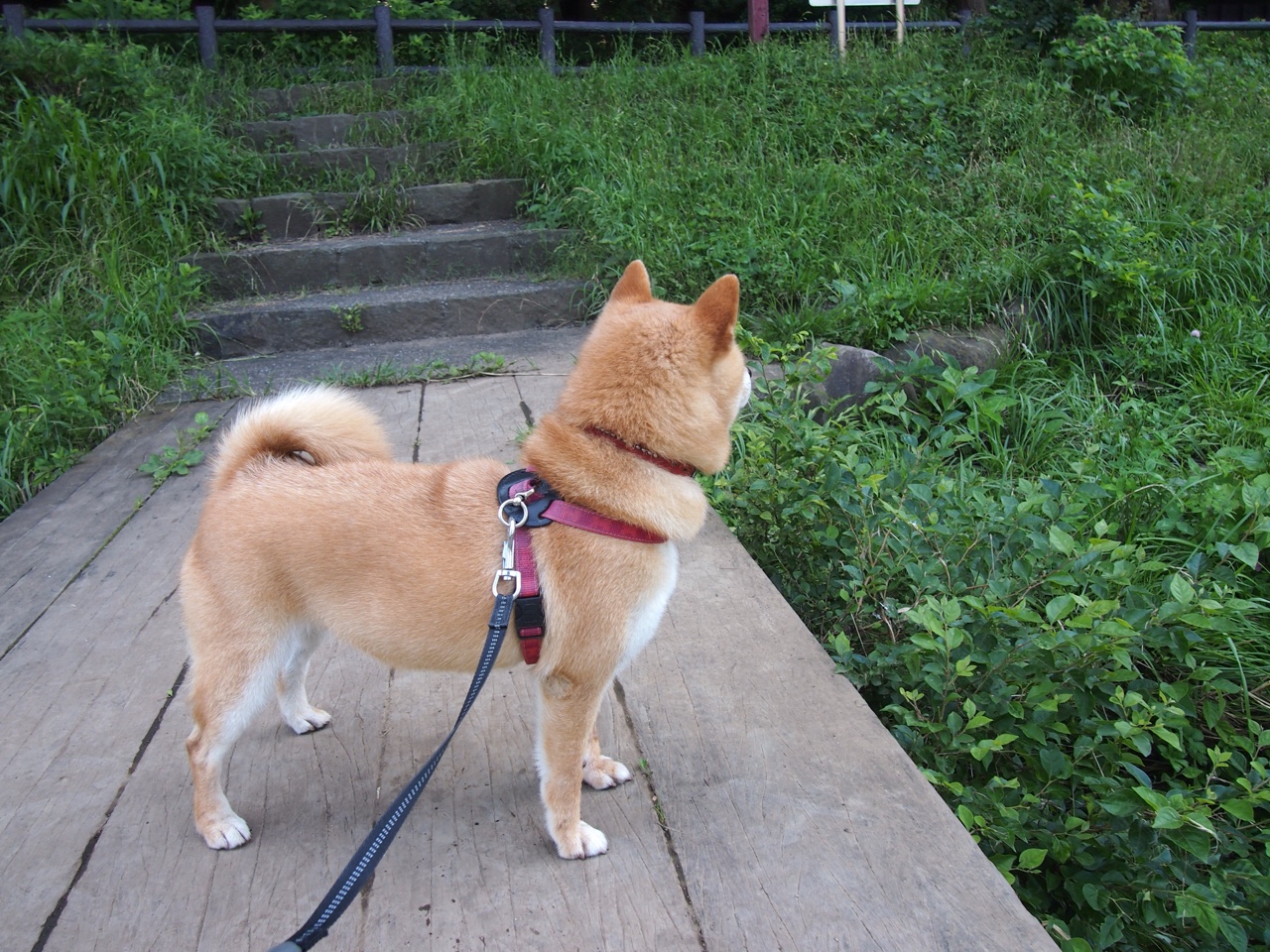 鬼手锁乾坤，霍勒迪的沉默交响曲，奏响雄鹿一波流带走猛龙的序章