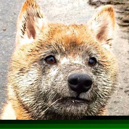 冰与火之歌，国王团队寒流冻结活塞，拉文冠军级火焰燃亮联盟